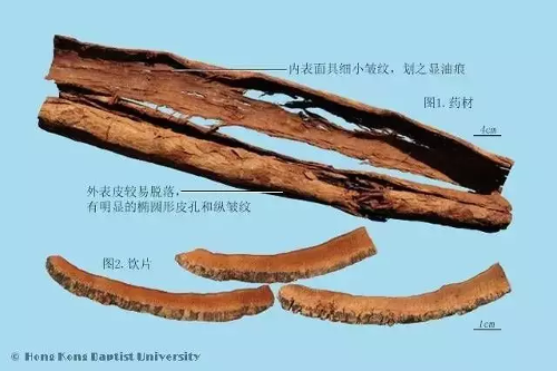 药您知道 | No.3 厚朴的作用
