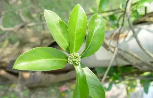 药您知道 | No.35巴戟天的作用