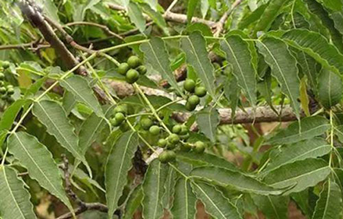 药您知道 | No.49黄柏的作用