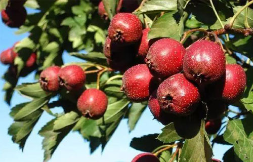 药您知道 | No.58山楂的作用